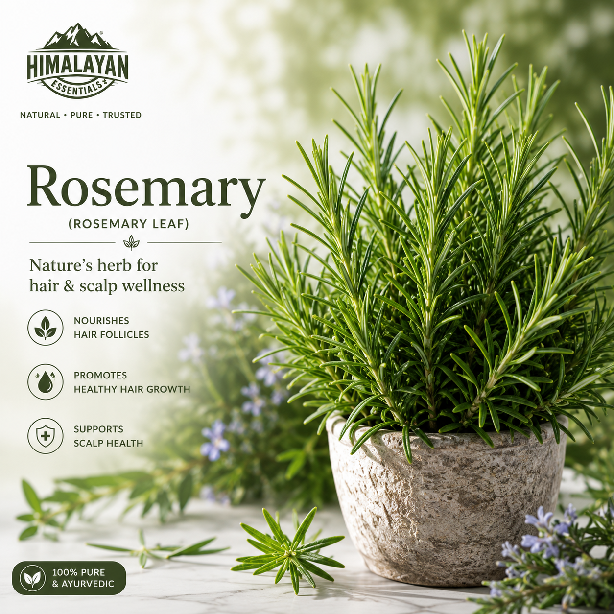 Fresh Rosemary herb for Himalayan Essentials Hair Growth Tablets