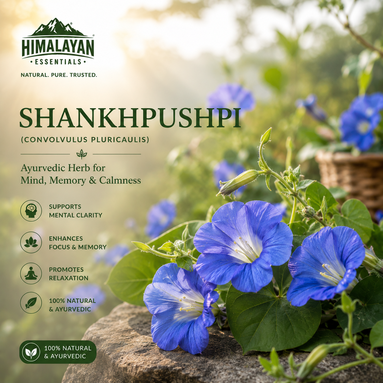 Shankhpushpi herbal ingredient in Himalayan Essentials Thyroid Tablets
