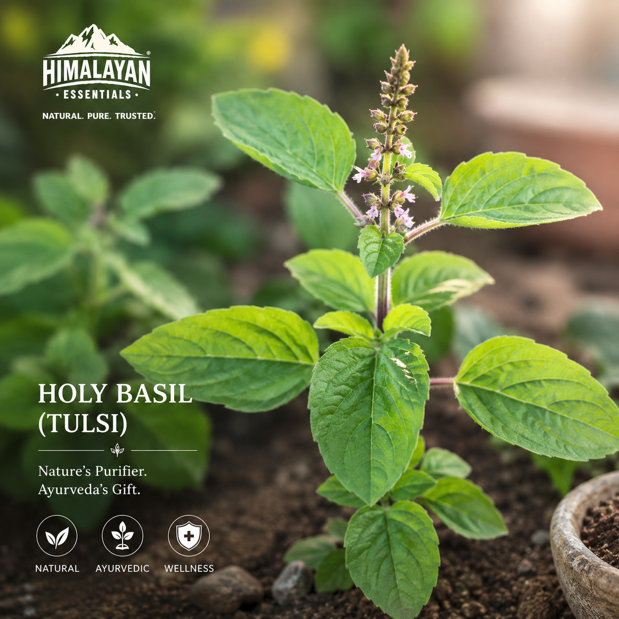 Holy Basil ingredient in Himalayan Essentials Young Heart Capsules